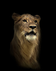 Fototapeta na wymiar lion in the dark night