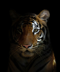 tête de tigre du Bengale