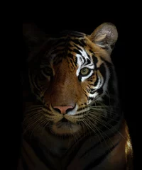 Abwaschbare Fototapete Tiger bengalischer Tigerkopf
