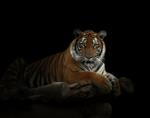 Bengaalse tijger