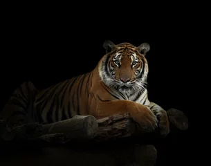 Lichtdoorlatende rolgordijnen zonder boren Tijger Bengaalse tijger