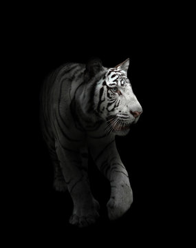 white bengal tiger isolated