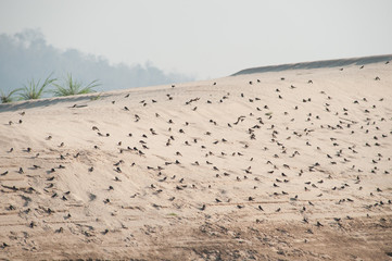 Sand dunes with birds
