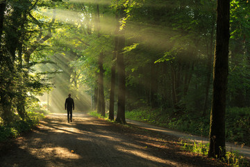 Man walking in a lane of trees and sun rays. - obrazy, fototapety, plakaty