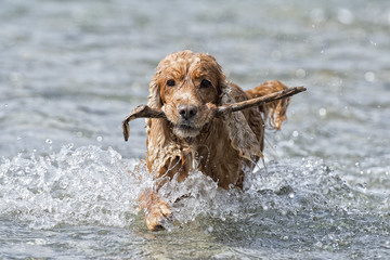 Happy Dog English cocker spaniel while running to you
