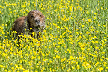 Happy Dog English cocker spaniel while running to you