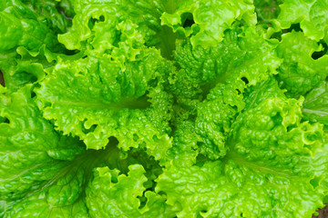 fresh lettuce leaves and heart closeup