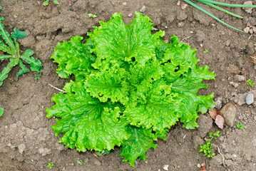 Lettuce plant at the garden