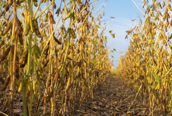 soybean fields