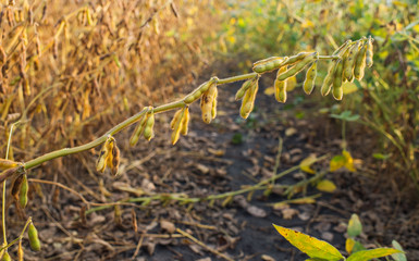 soybean fields