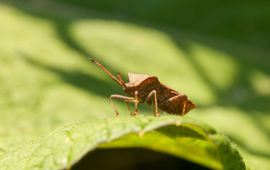 Squash bug