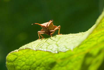 Squash bug on green leaf