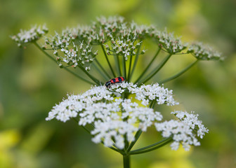 side view of checkered beetles on white blossom