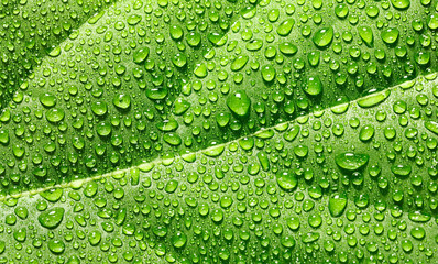 Water drops on avocado leaf