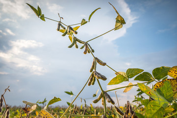soybean fields