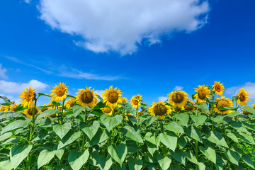 Sunflowers over cloudy blue sky