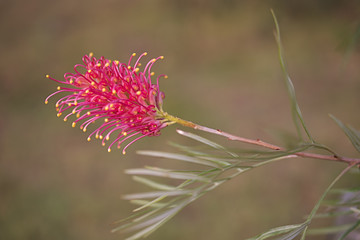 An Australian Wildflower Grevillea