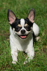 Chihuahua on the grass