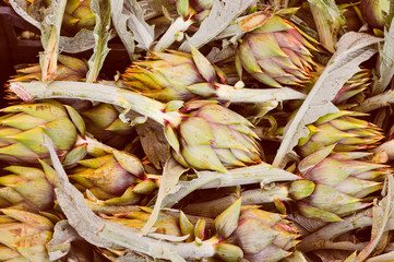 Artichoke vegetables