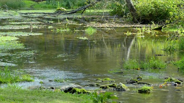 Beginning of Pedja river near Simuna wellspring, Estonia