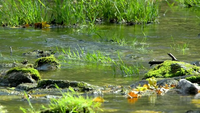 Beginning of Pedja river near Simuna wellspring, Estonia