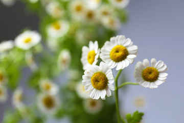 Fototapeta premium Beautiful wild flowers on grey background