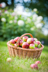 apples in the basket