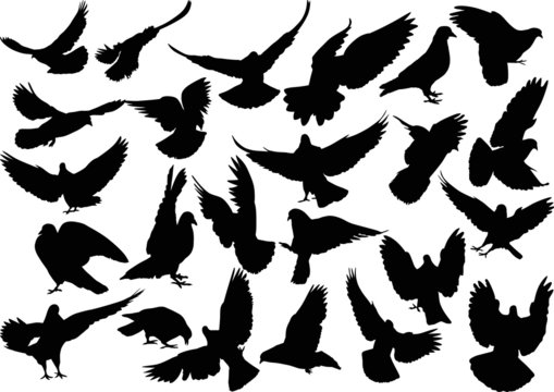 twenty four isolated black doves