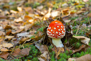 Small toadstool