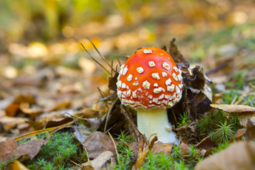 Closeup of small toadstool