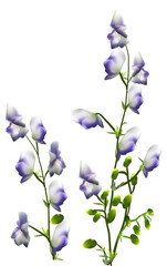 Fototapeta na wymiar isolated white and blue wild flowers
