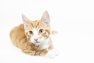 Ginger kitten lying down