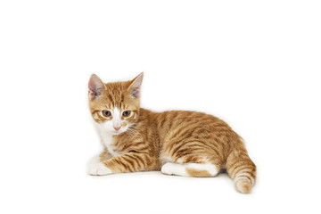 Fototapeta na wymiar Ginger kitten on white