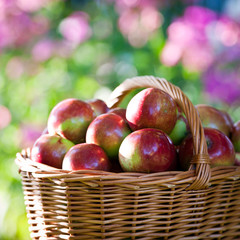 apples in the basket