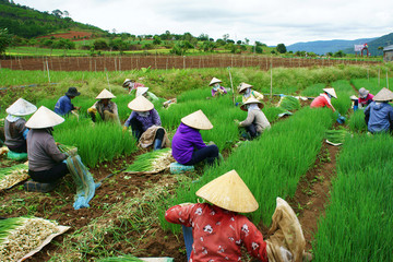 Vietnamese farmer harvest Vietnam onion farm