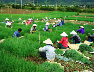 Vietnamese farmer harvest Vietnam onion farm