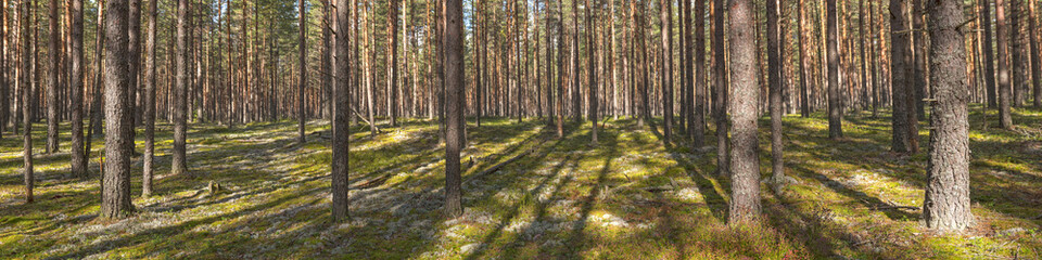Fototapeta na wymiar panorama of a pine forest