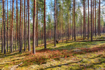 landscape in a pine forest