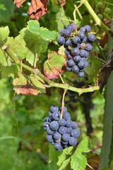 Red grapes and vines in Galicia, Spain