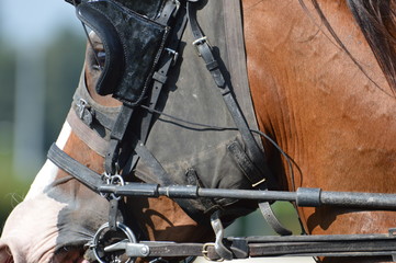 trotteur
