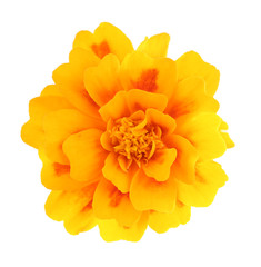 beautiful marigold flower, isolated on white
