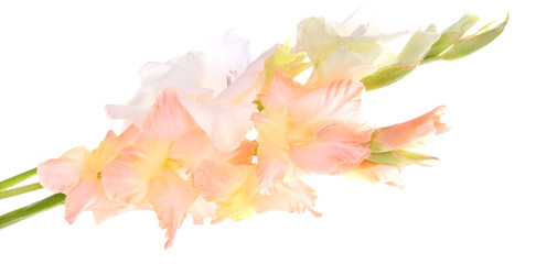 beautiful gladiolus flowers, isolated on white