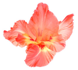Fototapeta na wymiar beautiful gladiolus flower, isolated on white