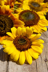 Beautiful sunflowers on wooden bench outdoors