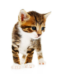 Fototapeta premium Cute little kitten, isolated on white