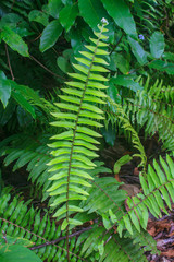 Fern leaf texture