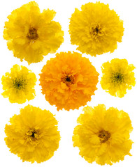 Set of marigolds