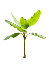 Banana tree isolated on white background