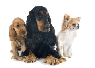 Fototapeta na wymiar three little dogs