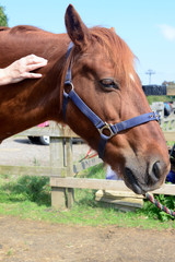 Obraz premium Horse shiatsu massage